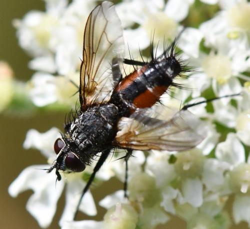 Réf. 263 695 : Eriothrix rufomaculata